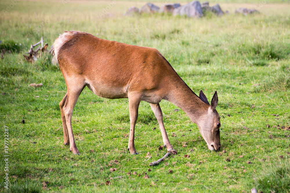 Fototapeta premium Red deer in a country landscape