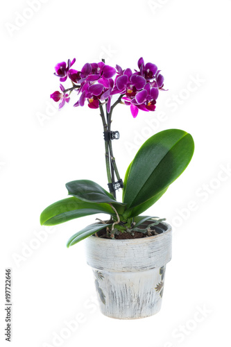 Purple orchid flower in plant pot isolated on white background