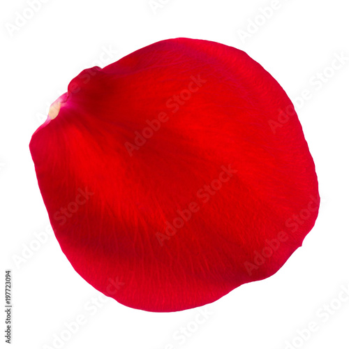 red rose petal on a white background closeup