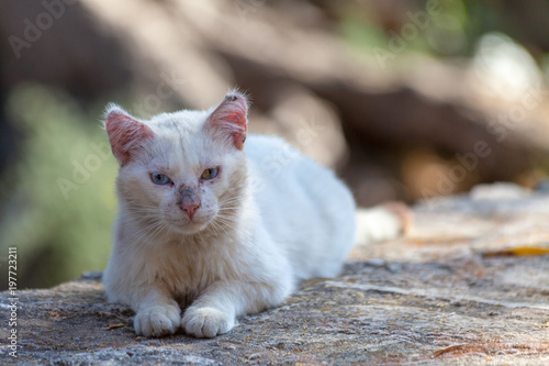 Katzen_Cats