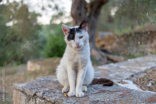 Katzen_Cats