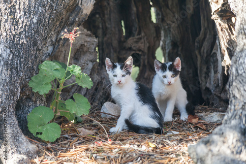 Katzen_Cats