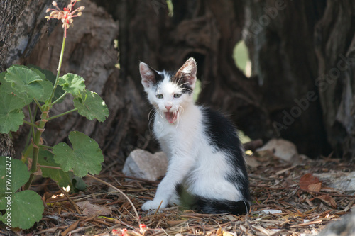Katzen_Cats