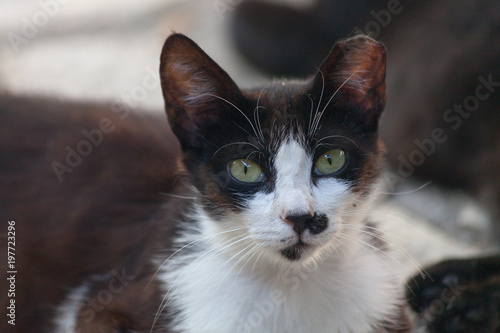 Katzen_Cats