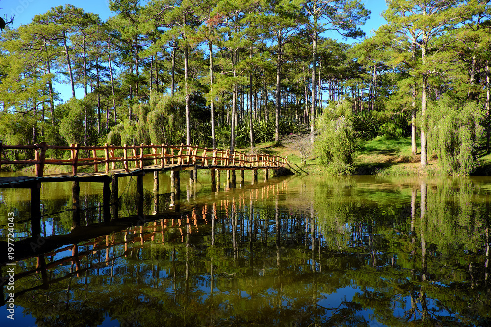 Fototapeta premium bridge cross a lake in pine forest