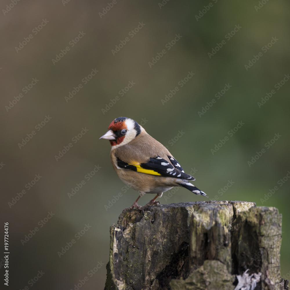 Naklejka premium Stunning portrait of Goldfinch Carduelis Carduelis sitting in sunshine on branch of tree in woodland