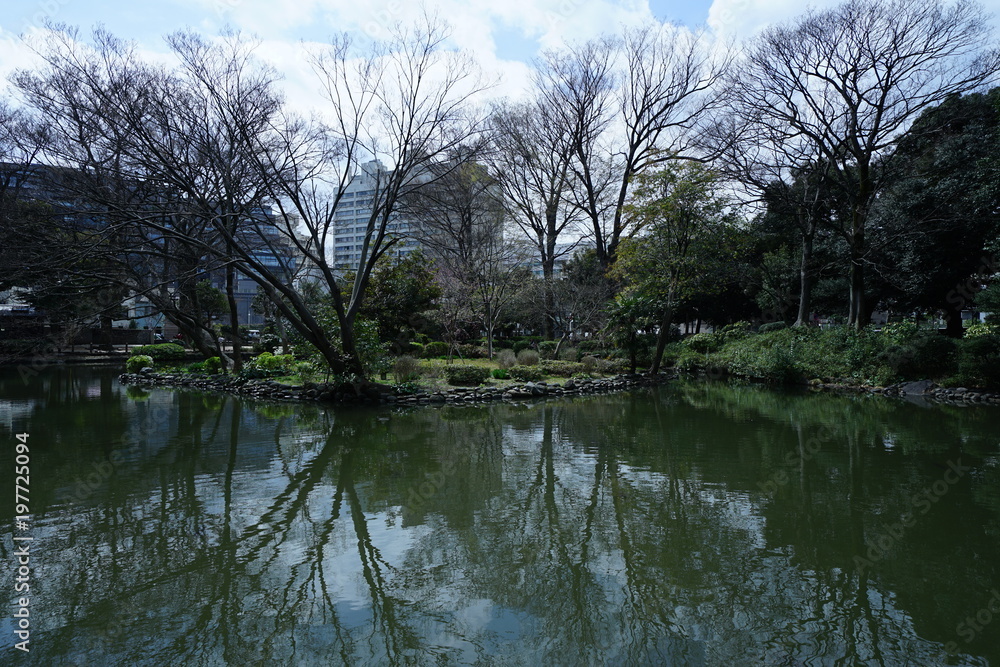 公園の木と光