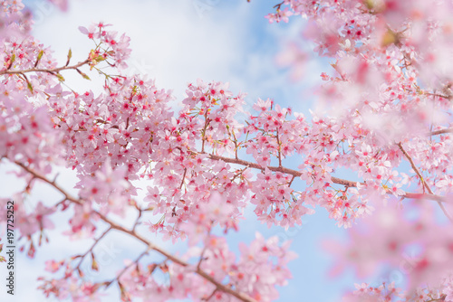 Sakura, Cherry blossoms flower, Close up beautiful pink sukura full bloom branch background with sunny day in spring season.