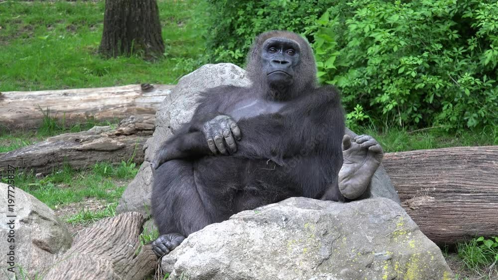 Western lowland gorilla (Gorilla gorilla gorilla) posing. Western lowland gorilla (Gorilla gorilla gorilla) posing.