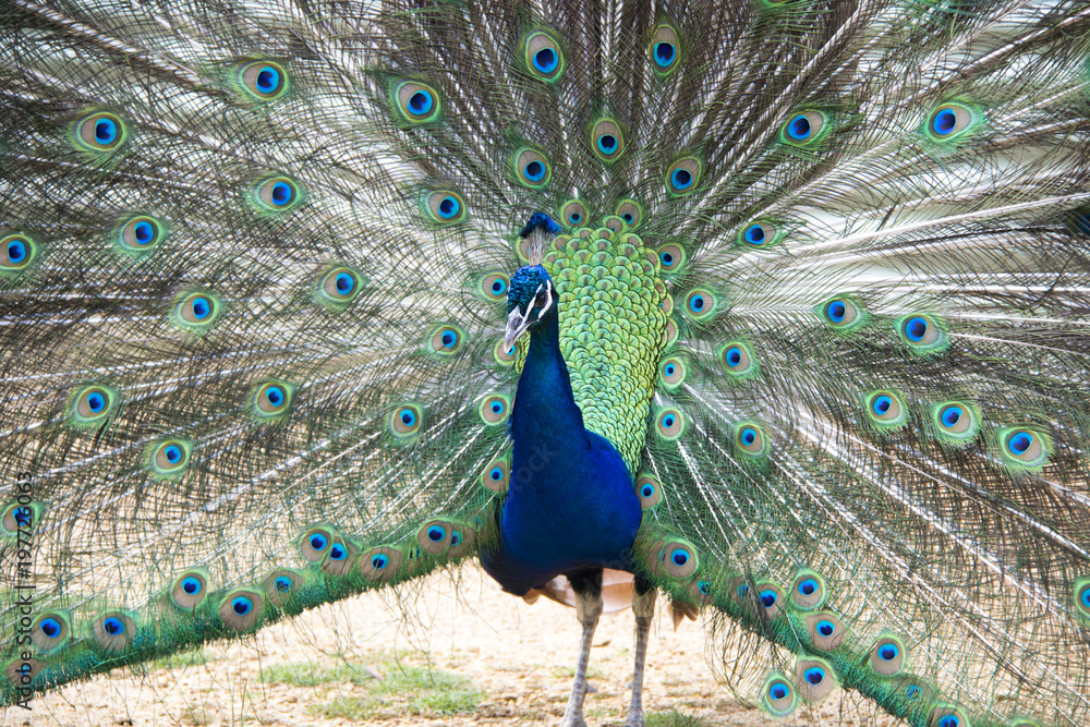 Obraz premium halls gap zoo 4