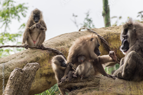 Drill family of baboons mandrel preening another, Dril Mandrillus leucophaeus Cercopithecidae