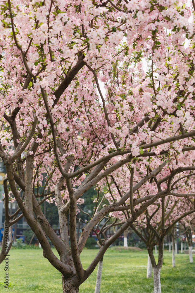 Crimson cherry blossoms Crimson cherry blossoms