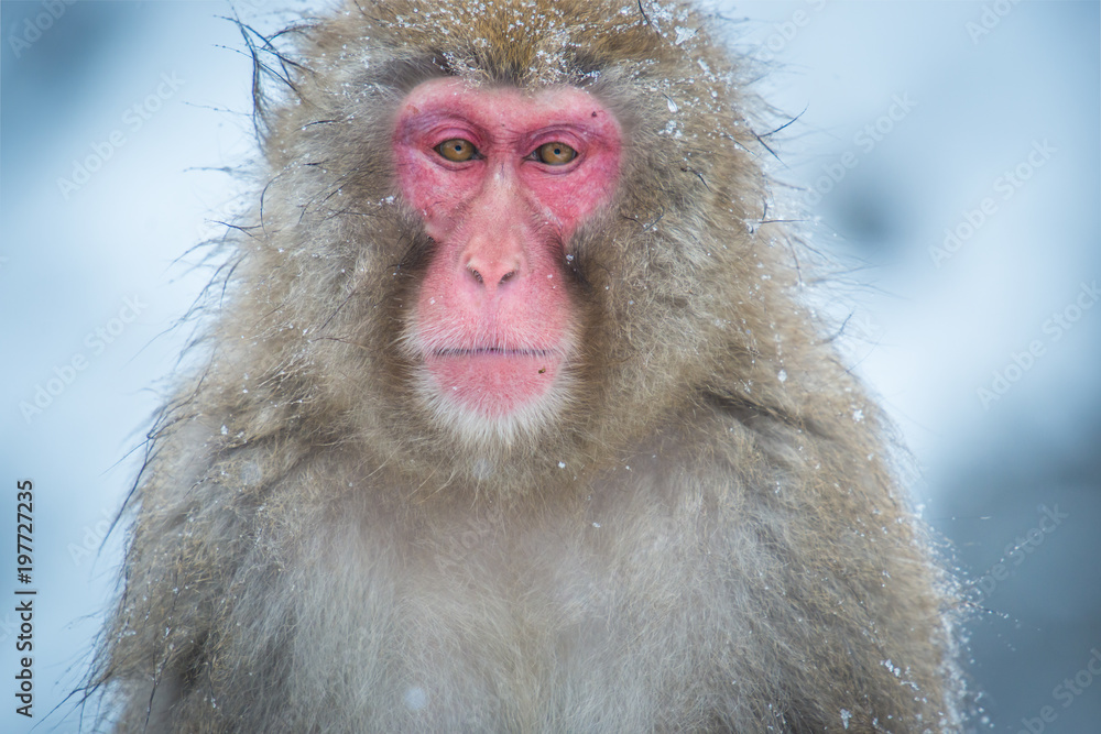 Obraz premium Snow monkey, Nagano, Japan.