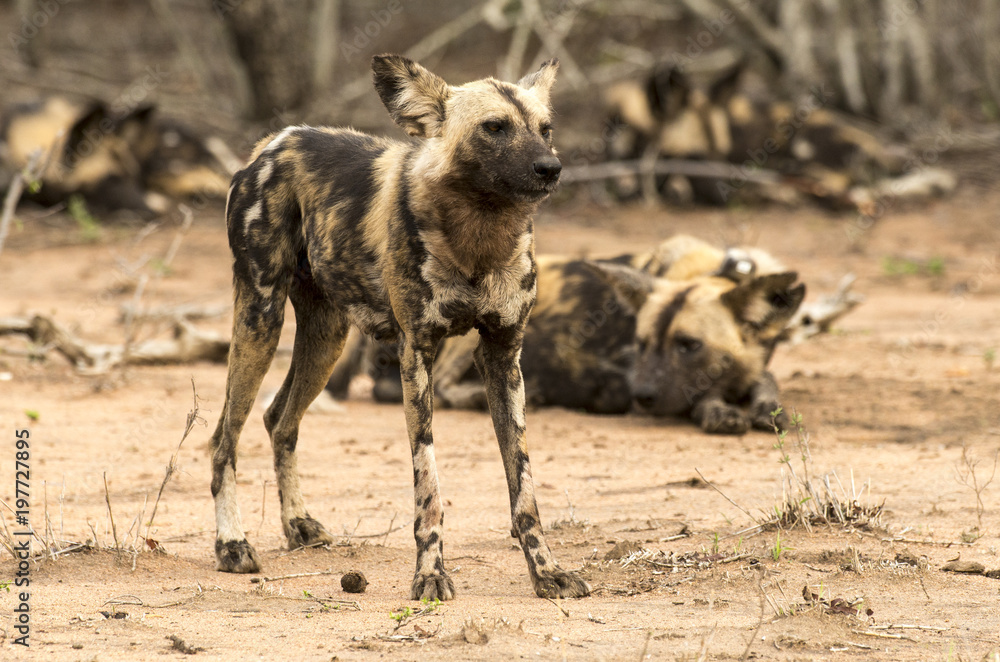 Lycaon, Lycaon pictus, Afrique du Sud Lycaon, Lycaon pictus, Afrique du Sud