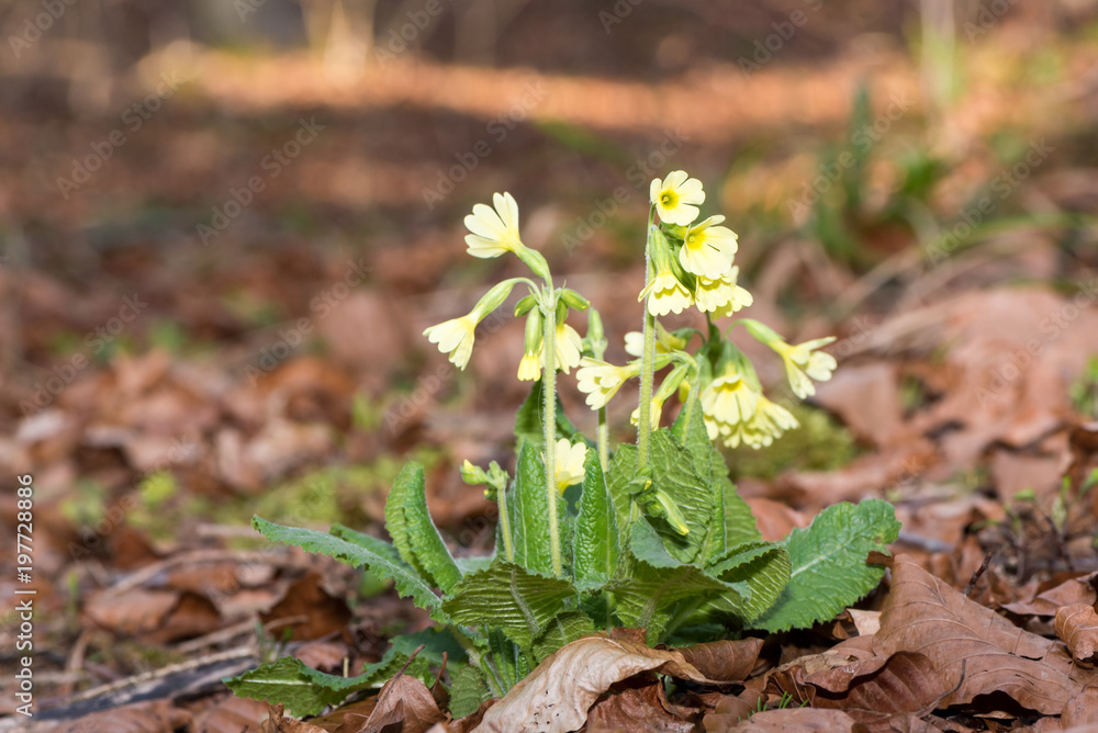 Primula veris, cowslip flower in the forest against blurred background