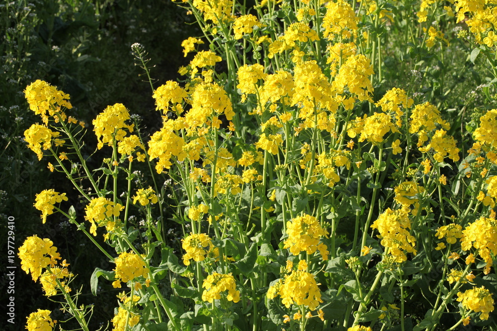 Obraz premium 菜の花