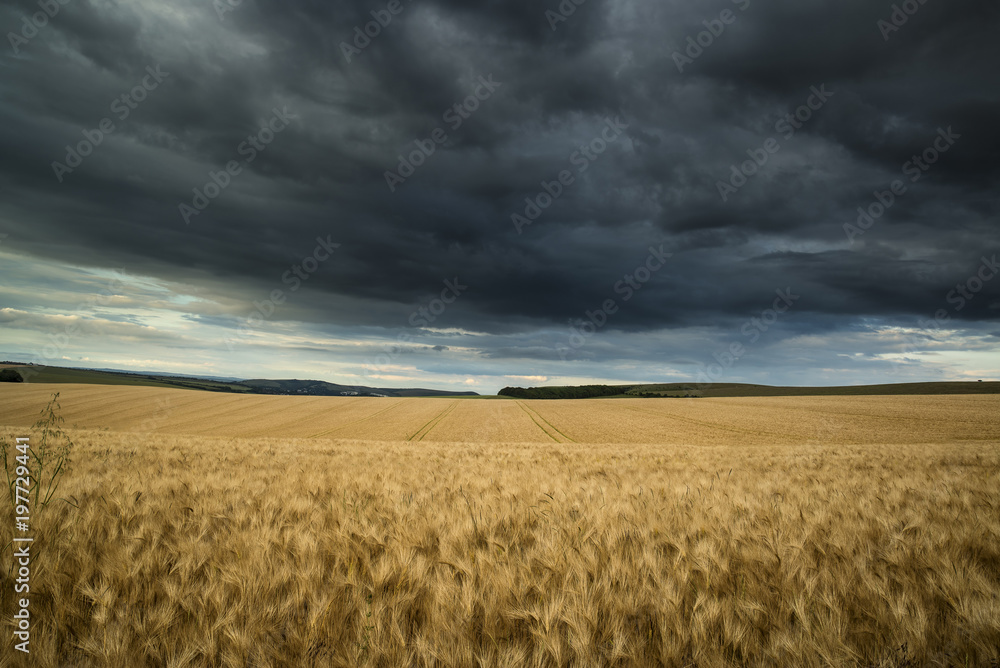 Countryside landscape wheat field in Summer sunset with stormy dramatic sky overhead