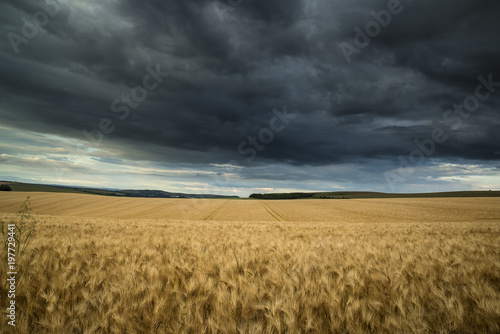 Countryside landscape wheat field in Summer sunset with stormy dramatic sky overhead