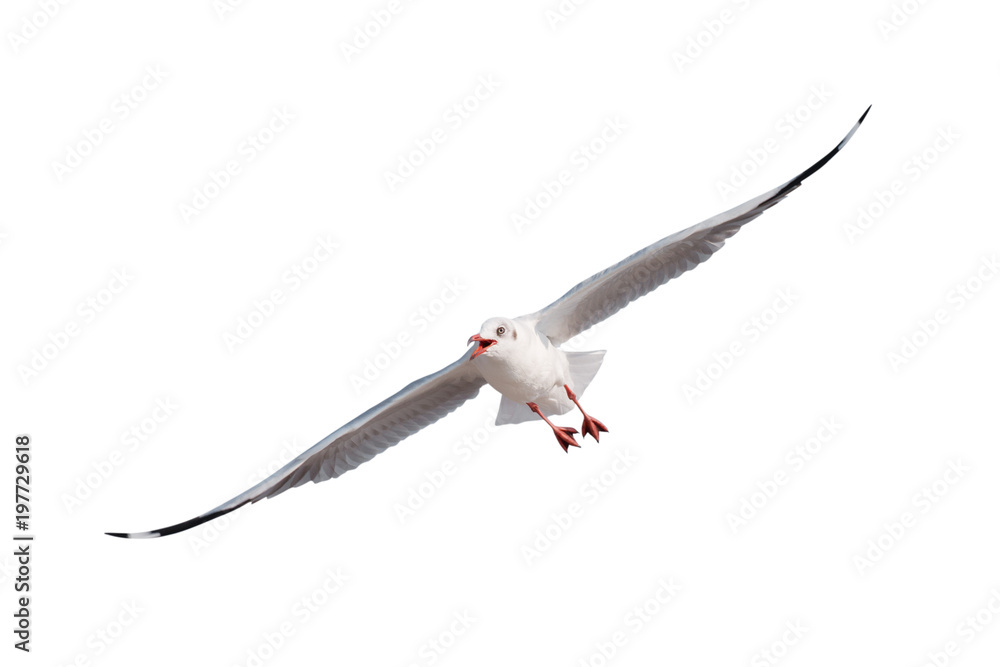 Fototapeta premium seagulls flying isolated on white background - clipping paths