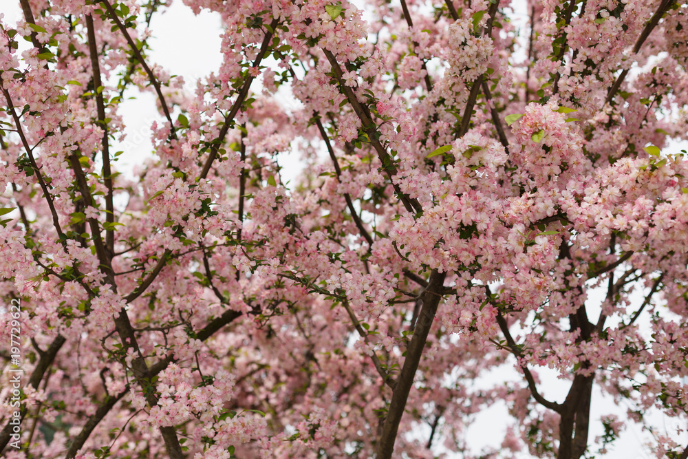 Fototapeta premium Crimson cherry blossoms