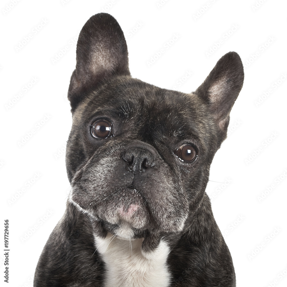 French Bulldog Funny Face Portrait Isolated on White