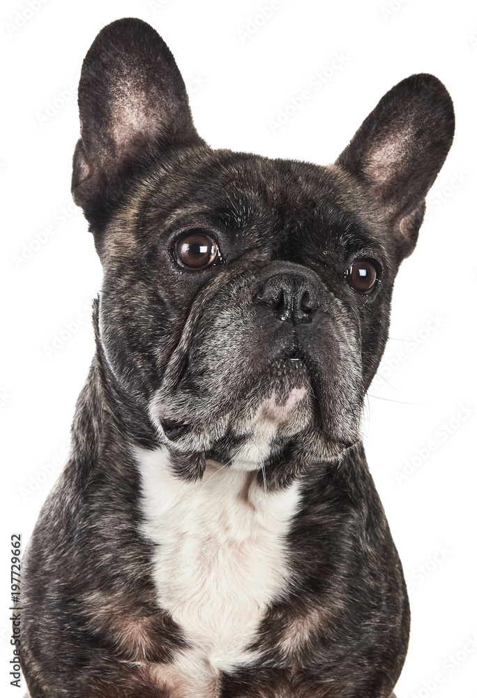 French Bulldog Funny Face Portrait Isolated on White French Bulldog Funny Face Portrait Isolated on White