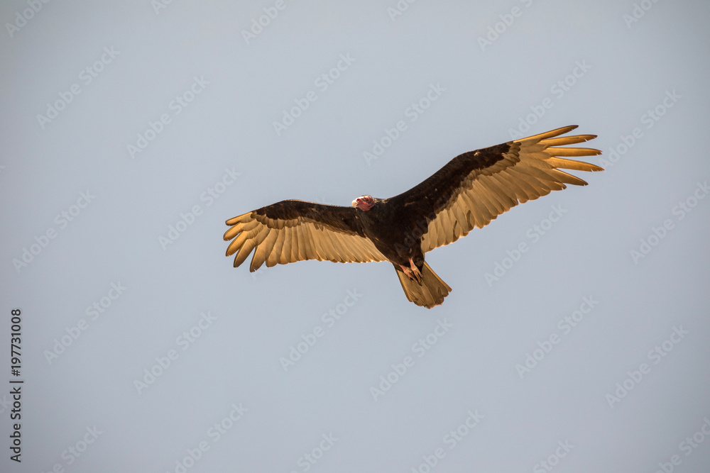 Fototapeta premium Flying turkey vulture (Cathartes aura) on a blue sky background in Cuba.