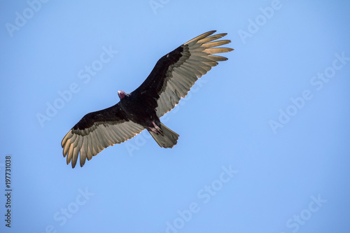 Flying turkey vulture (Cathartes aura) on a blue sky background in Cuba.