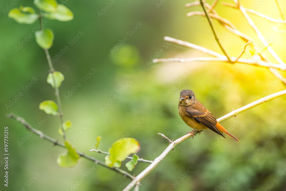 Bird (Ferruginous Flycatcher) in nature wild Bird (Ferruginous Flycatcher) in nature wild