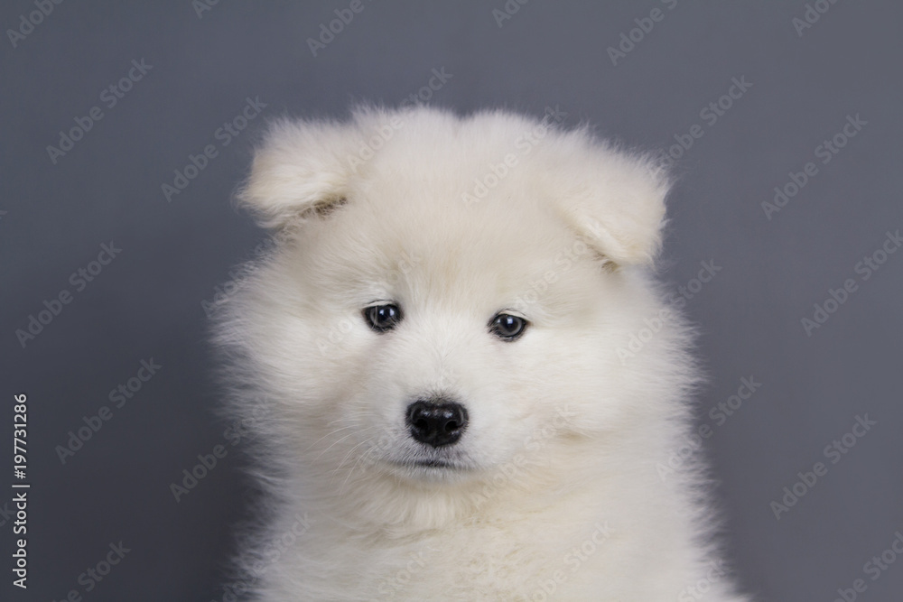 Young samoyed puppy in grey studio background.