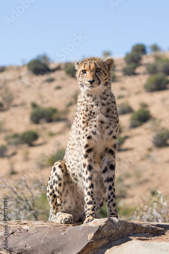 Cheetah Eastern Cape