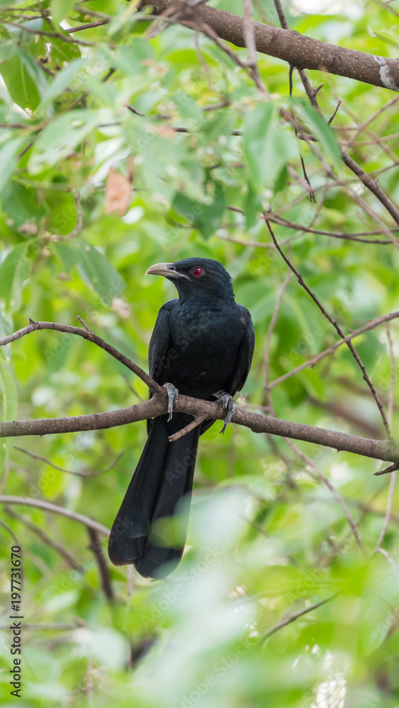 Bird (Asian koel) on tree in nature wild Bird (Asian koel) on tree in nature wild