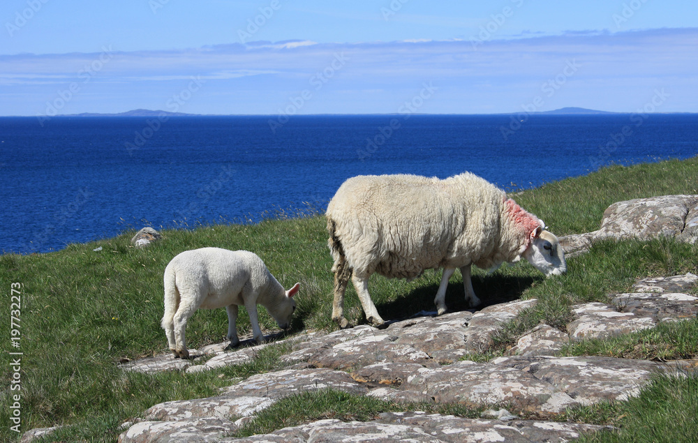 Lamm und Schaf grasen auf Klippe am Meer Lamm und Schaf grasen auf Klippe am Meer