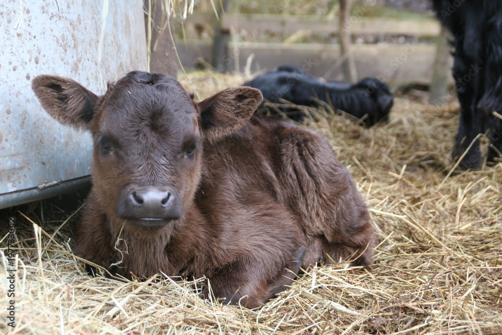 Fototapeta premium Frisches Dexter-Kälbchen