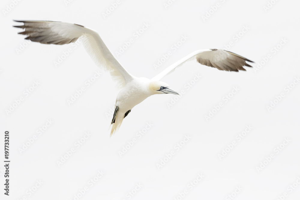 Northern Gannet (Morus bassanus) flying against white sky, Great Saltee, Saltee Islands, Ireland. Northern Gannet (Morus bassanus) flying against white sky, Great Saltee, Saltee Islands, Ireland.
