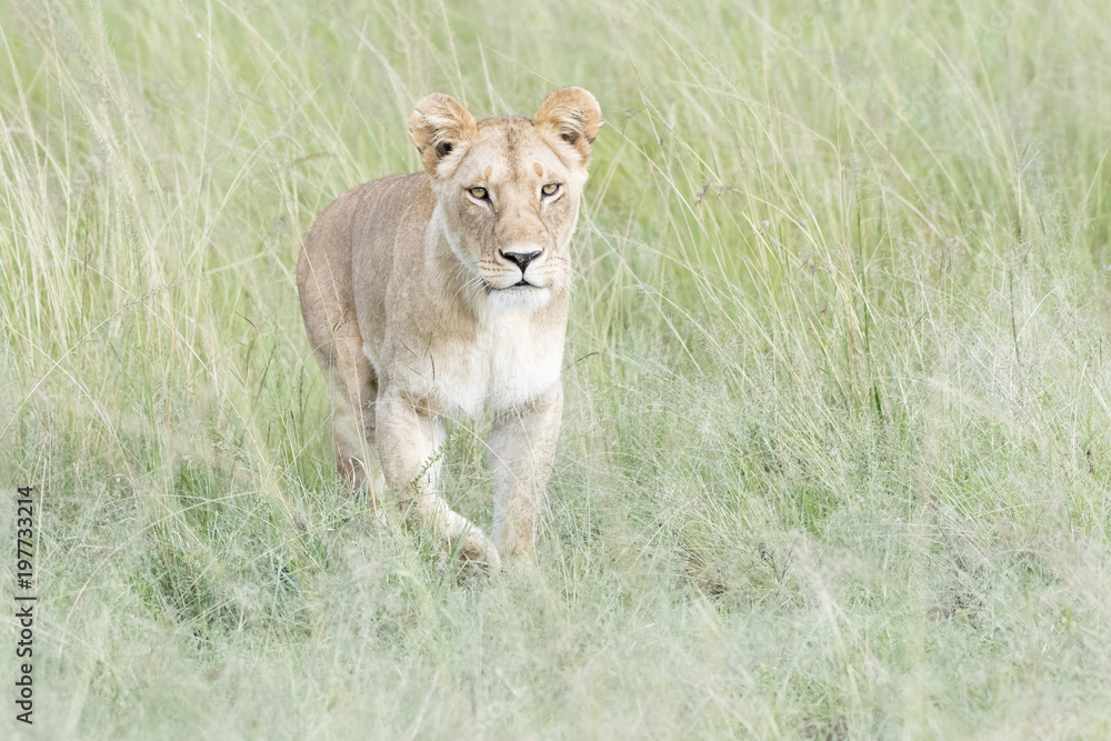 Lioness (Panthera leo) walking in savannah, Masai Mara, Kenya Lioness (Panthera leo) walking in savannah, Masai Mara, Kenya
