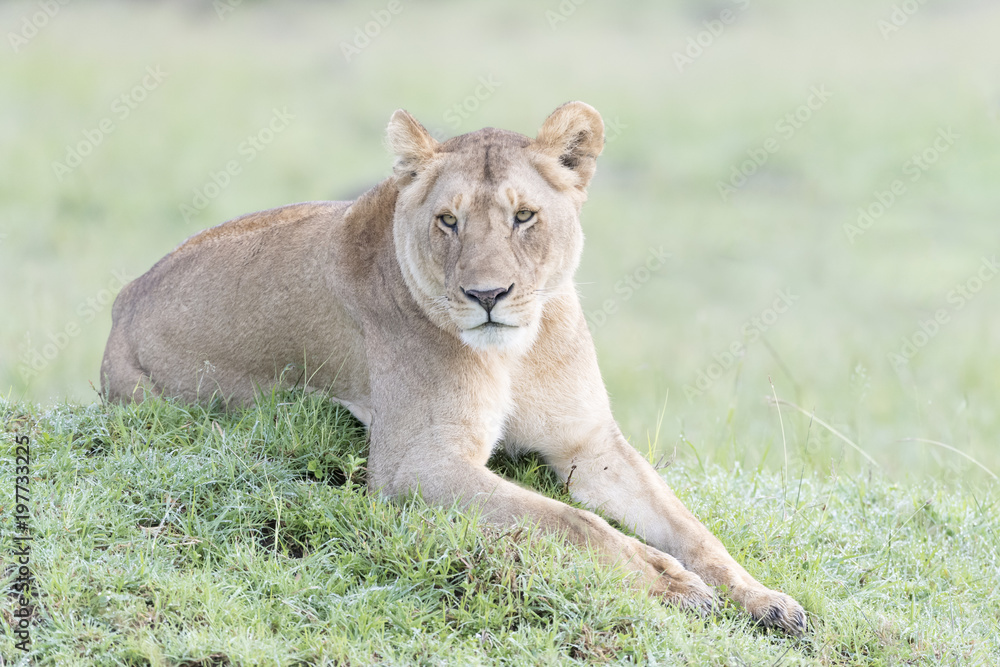 Lioness (Panthera leo) lying down on termite hill in savannah, Masai Mara, Kenya Lioness (Panthera leo) lying down on termite hill in savannah, Masai Mara, Kenya