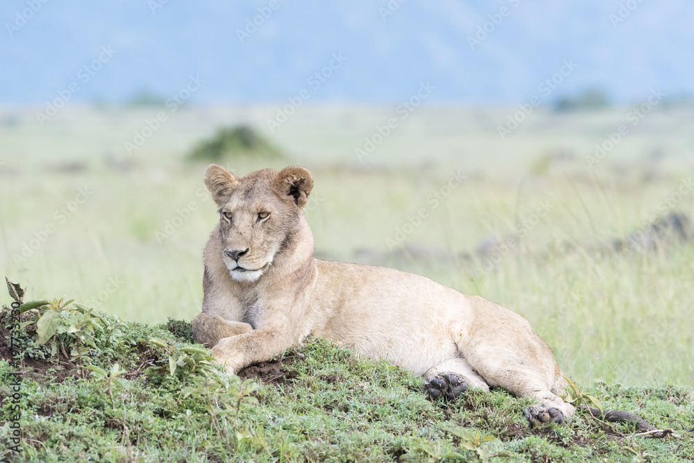 Lion (Panthera leo) lying down on termite hill in savannah, Masai Mara, Kenya Lion (Panthera leo) lying down on termite hill in savannah, Masai Mara, Kenya