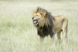 Male lion (Panthera leo) standing in savannah, flehming for female, Masai Mara, Kenya