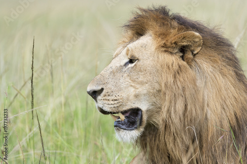 Fototapeta Naklejka Na Ścianę i Meble -  Male lion (Panthera leo) portrait, Masai Mara, Kenya
