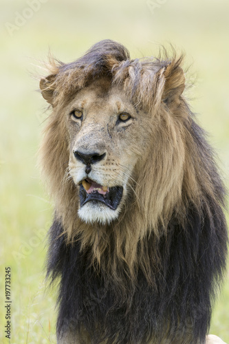 Fototapeta Naklejka Na Ścianę i Meble -  Male lion (Panthera leo) portrait, Masai Mara, Kenya