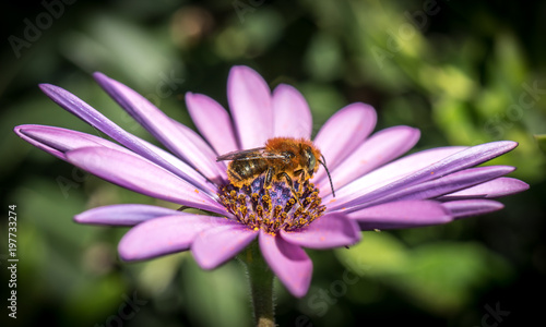 Violet purple Daisy flowers with bee pollinating, macro close-up photo