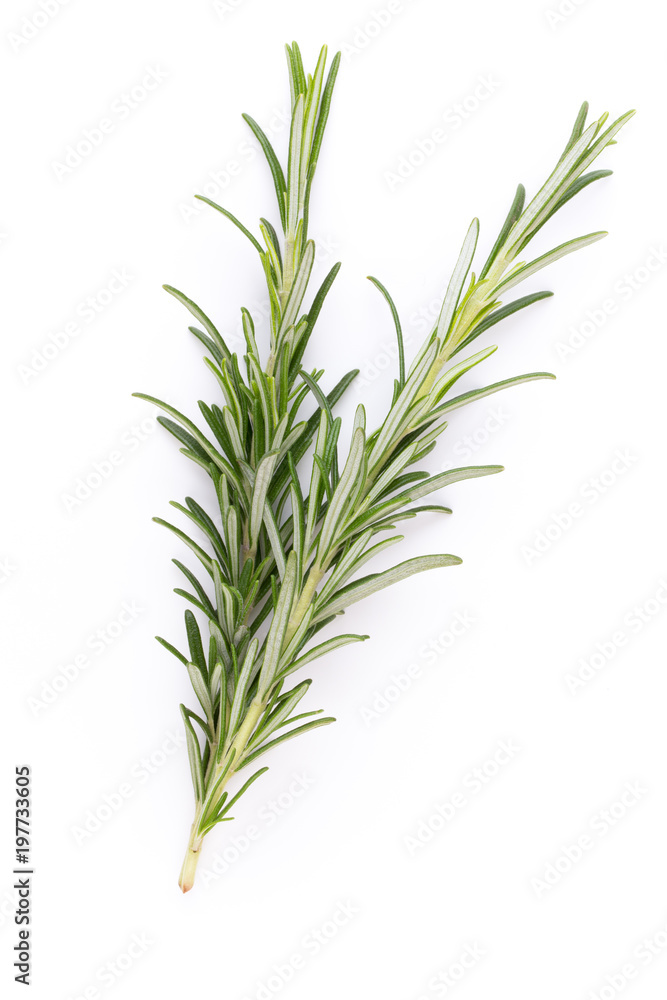 Rosemary spice on the white background.