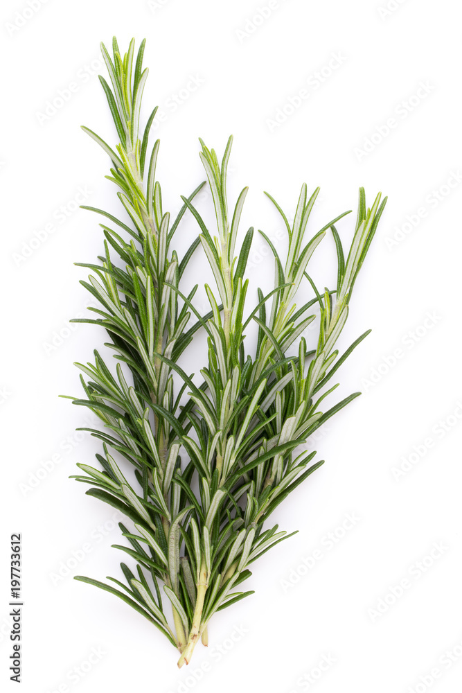 Rosemary spice on the white background.