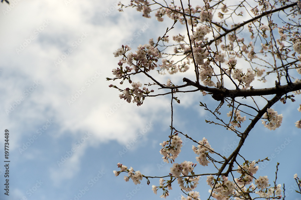 春うららか・桜と青空 春うららか・桜と青空