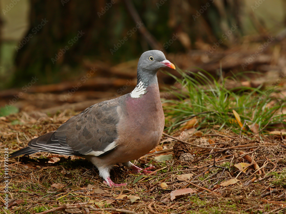 wood-pigeon wood-pigeon