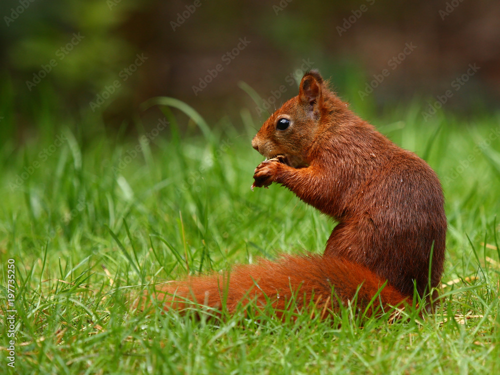 Red squirrel sitting in the grass to eat something Red squirrel sitting in the grass to eat something