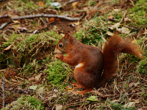 Red squirrel sitting in the forest on the ground to eat something