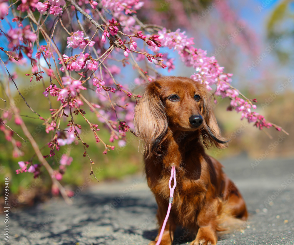 しだれ桜とダックスフンド