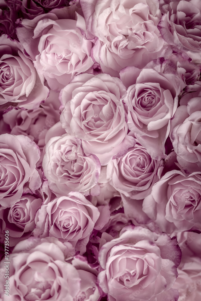 Rosen pink, Hintergrund Stock Photo | Adobe Stock